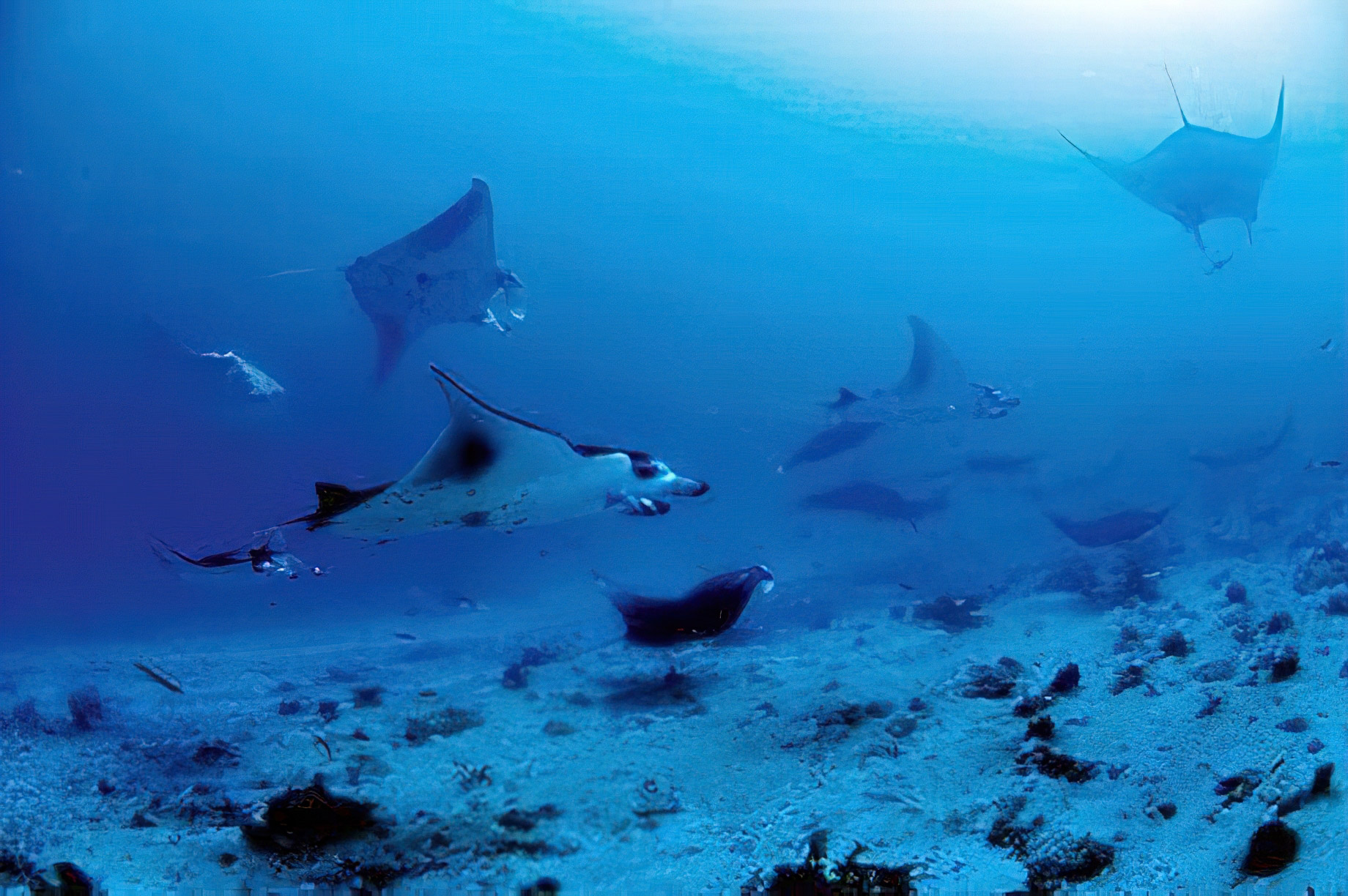 Constance Moofushi Resort – South Ari Atoll, Maldives – Scuba Diving