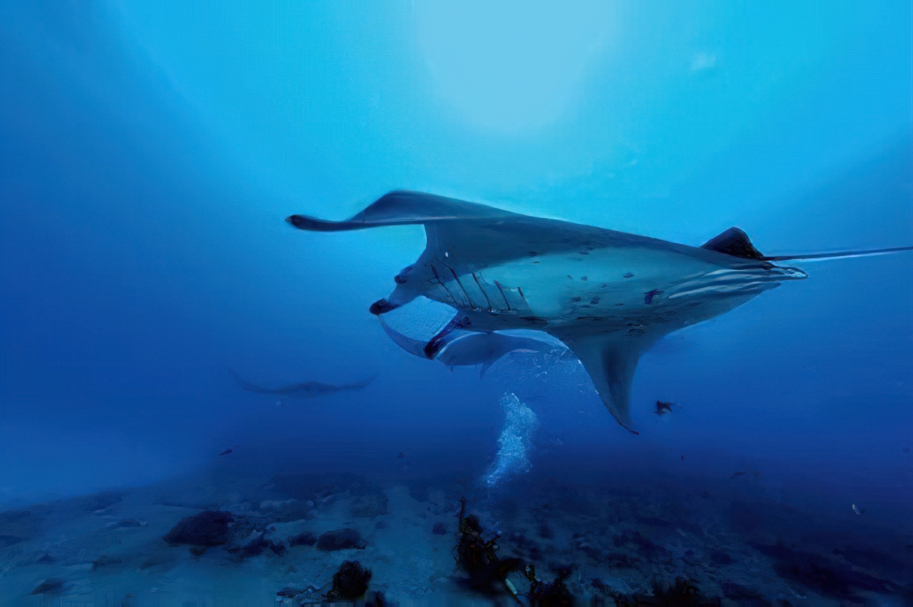 Constance Moofushi Resort – South Ari Atoll, Maldives – Scuba Diving