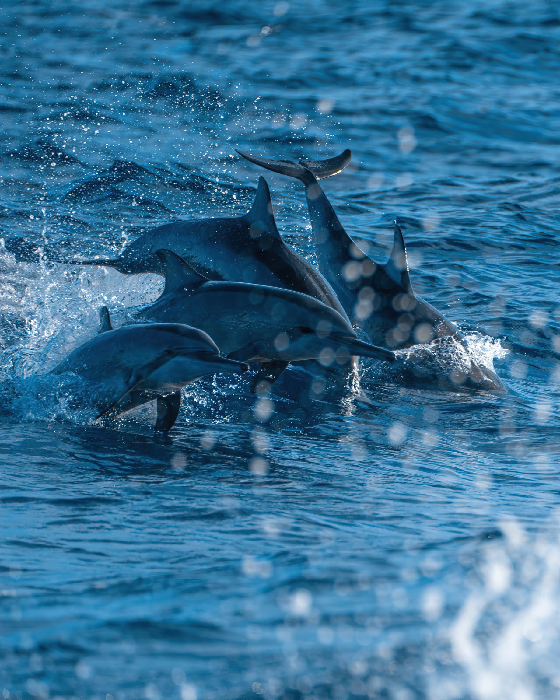 Anantara Thigu Maldives Resort – South Male Atoll, Maldives – Dolphins