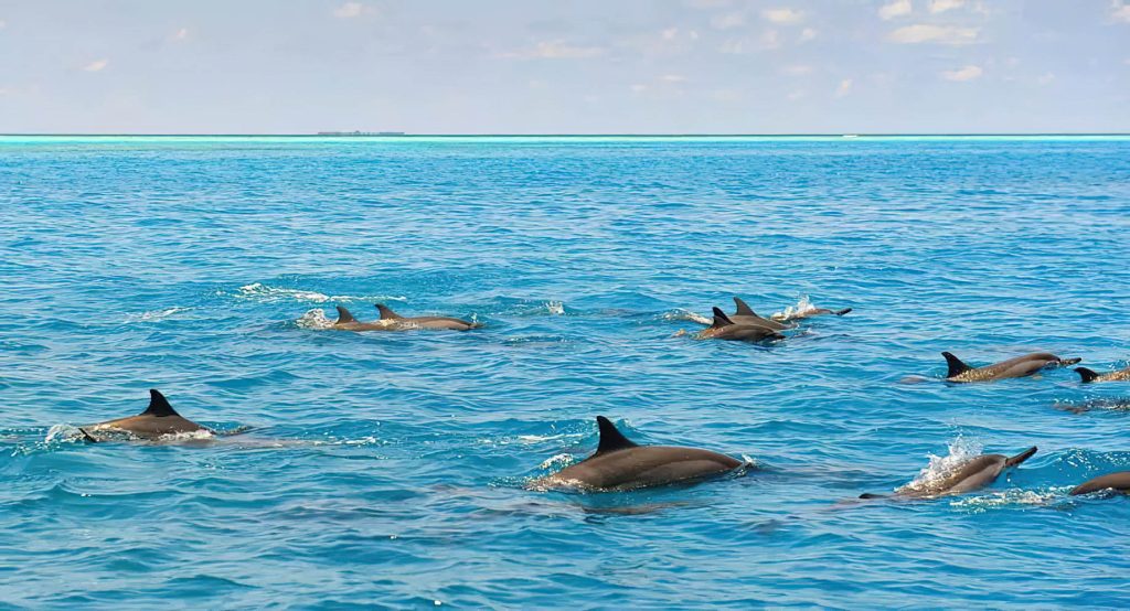 Anantara Thigu Maldives Resort - South Male Atoll, Maldives - Dolphins