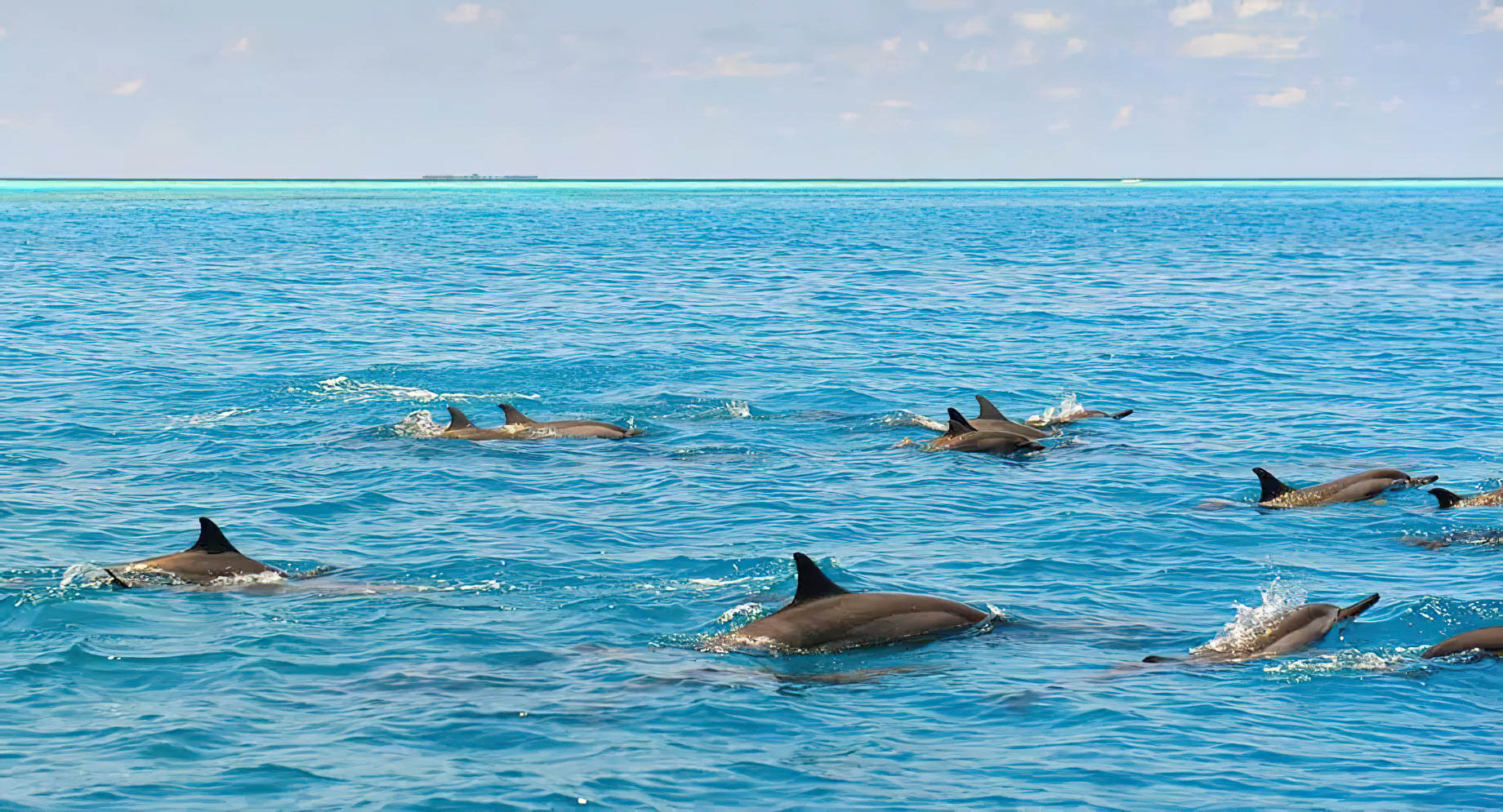 Anantara Thigu Maldives Resort – South Male Atoll, Maldives – Dolphins