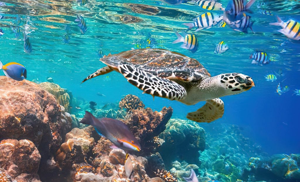 Anantara Thigu Maldives Resort - South Male Atoll, Maldives - Turtle Underwater
