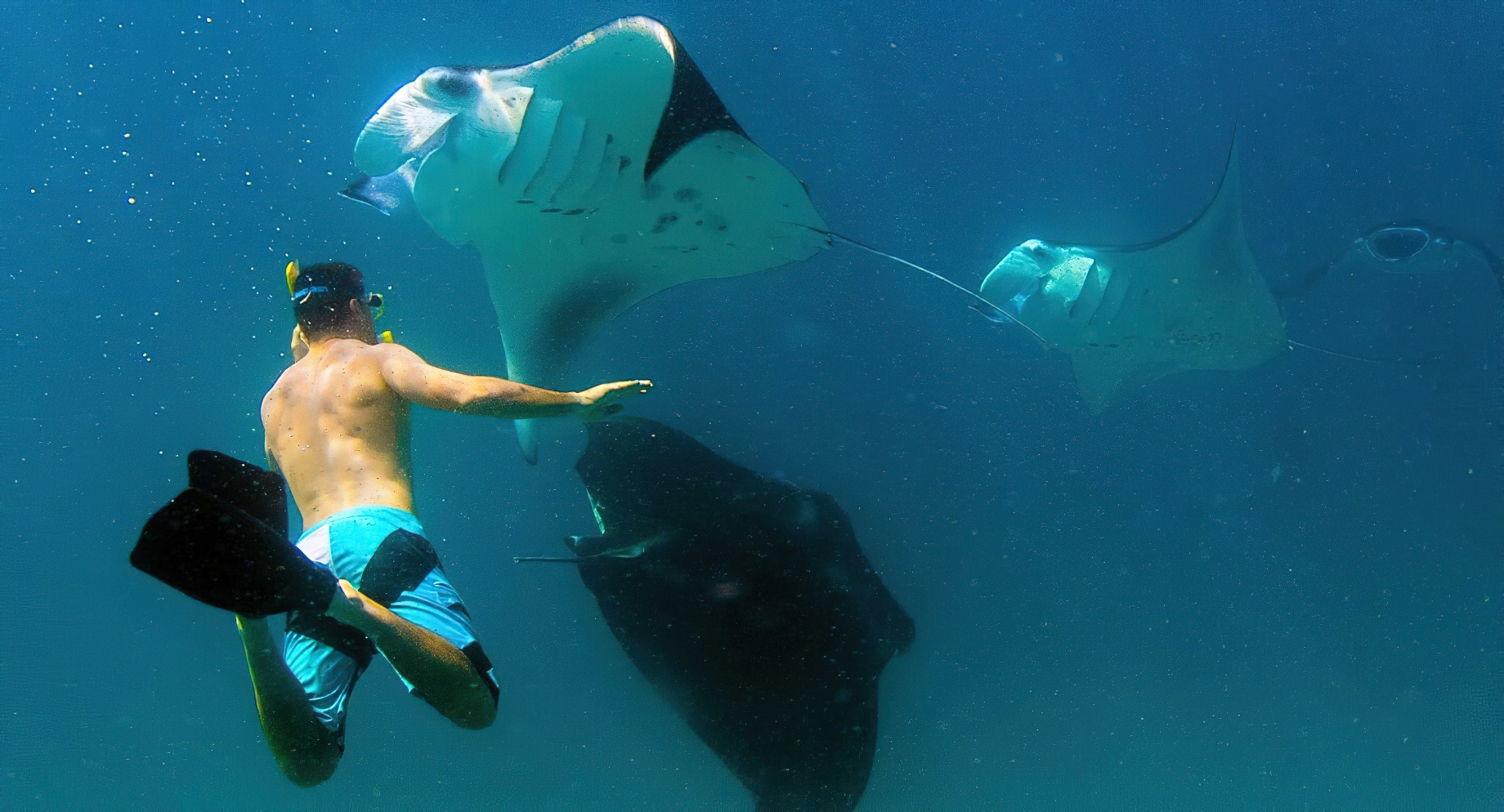 Anantara Thigu Maldives Resort – South Male Atoll, Maldives – Snorkelling with Manta Rays