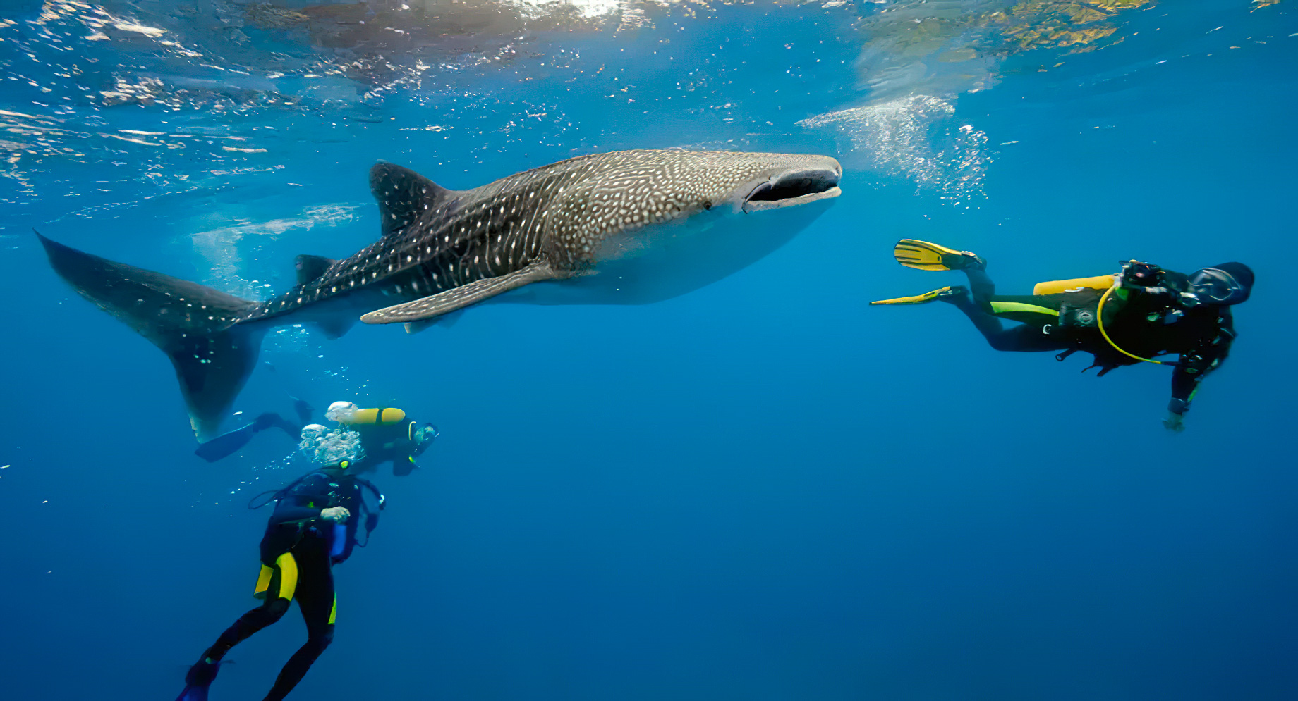 Anantara Thigu Maldives Resort – South Male Atoll, Maldives – Scuba Diving