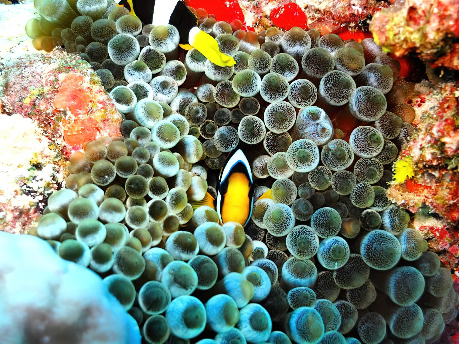 Baglioni Resort Maldives – Maagau Island, Rinbudhoo, Maldives – Underwater Adventures