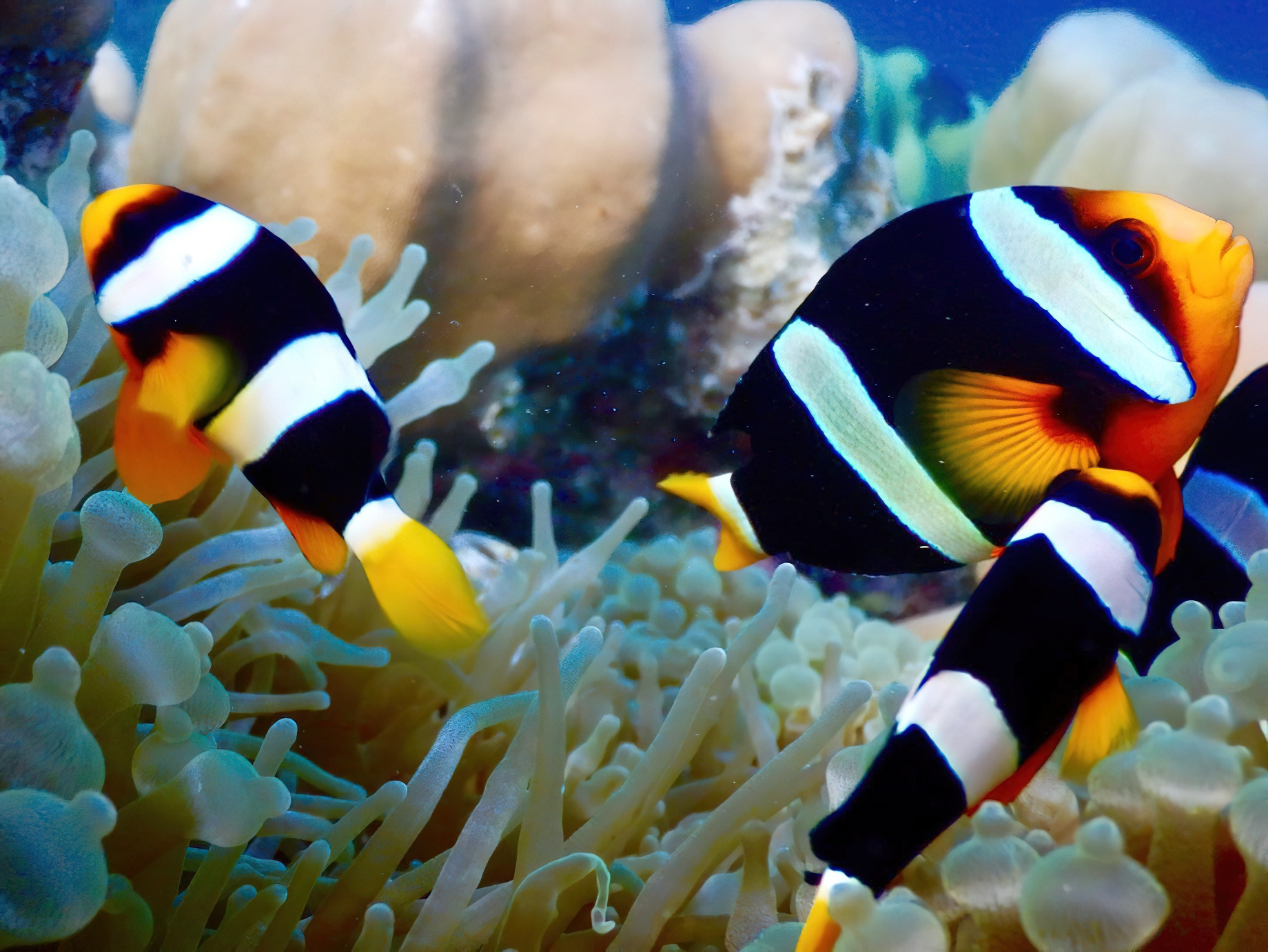 Baglioni Resort Maldives – Maagau Island, Rinbudhoo, Maldives – Underwater Adventures