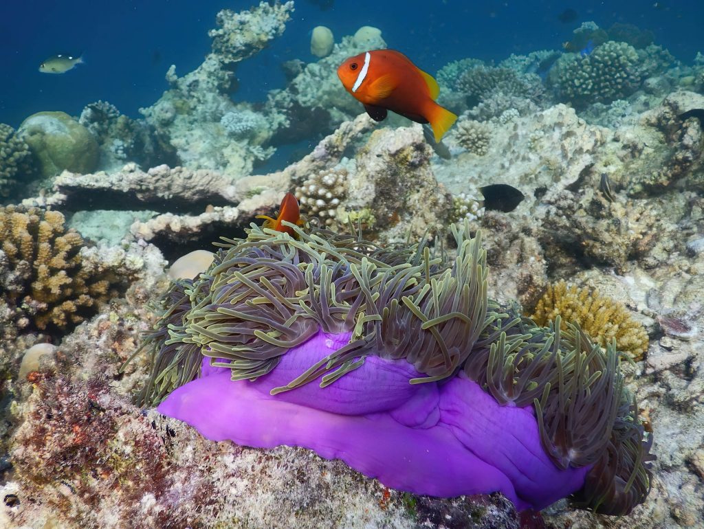 Baglioni Resort Maldives - Maagau Island, Rinbudhoo, Maldives - Underwater Adventures