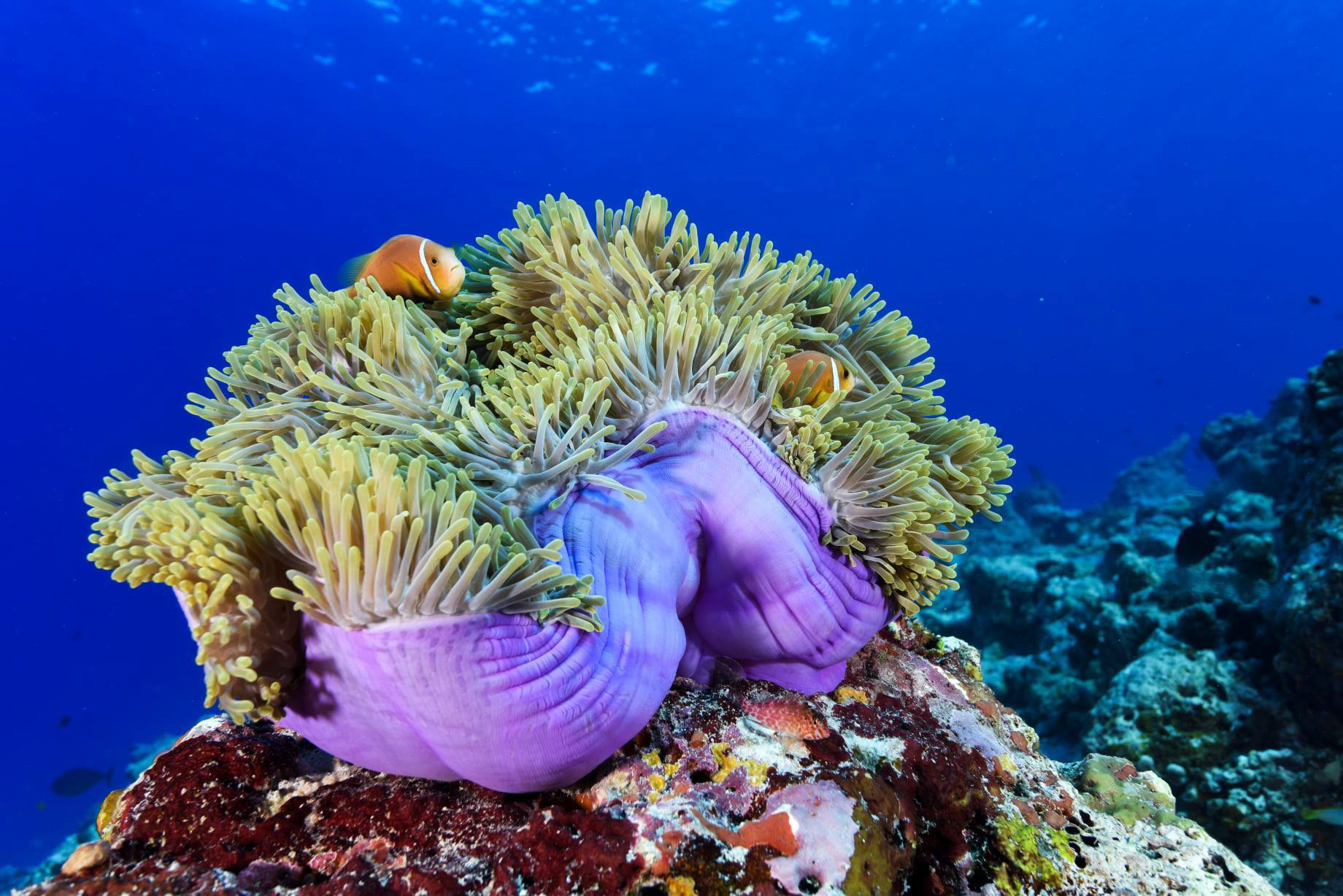 Baglioni Resort Maldives – Maagau Island, Rinbudhoo, Maldives – Underwater Adventures