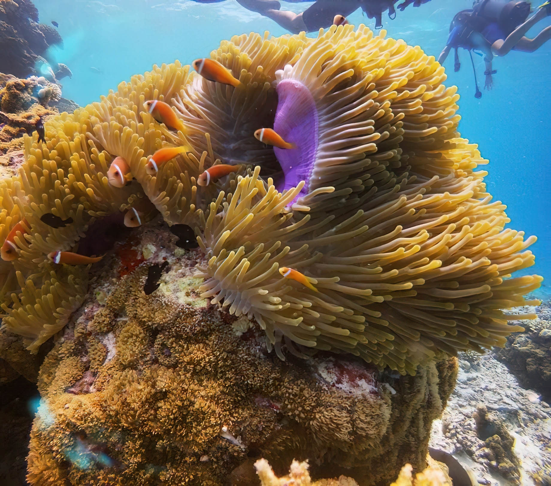 Baglioni Resort Maldives – Maagau Island, Rinbudhoo, Maldives – Scuba Diving Underwater View