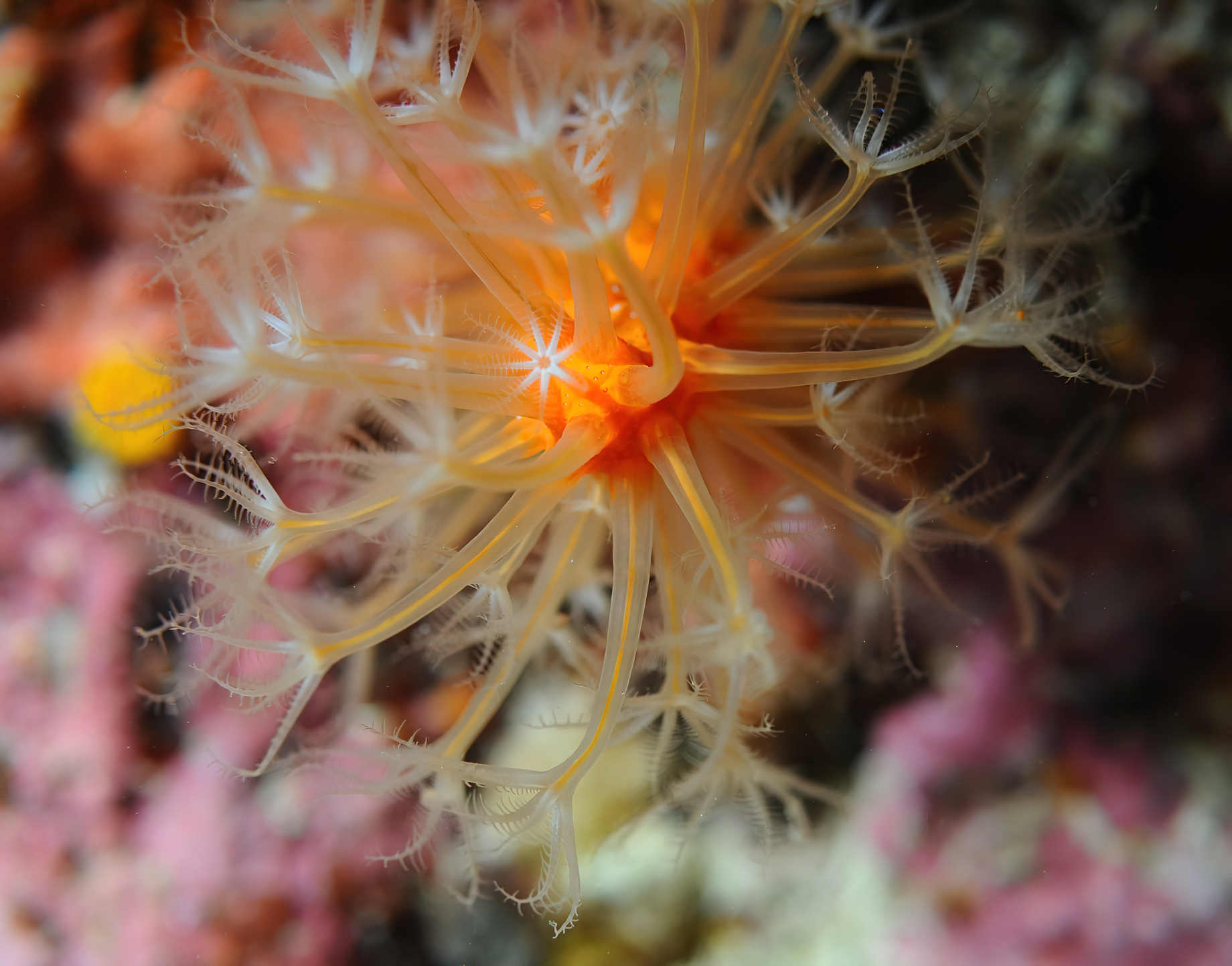 Baglioni Resort Maldives – Maagau Island, Rinbudhoo, Maldives – Underwater Adventures