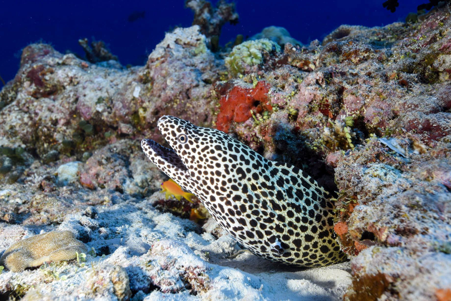 Baglioni Resort Maldives – Maagau Island, Rinbudhoo, Maldives – Underwater Adventures