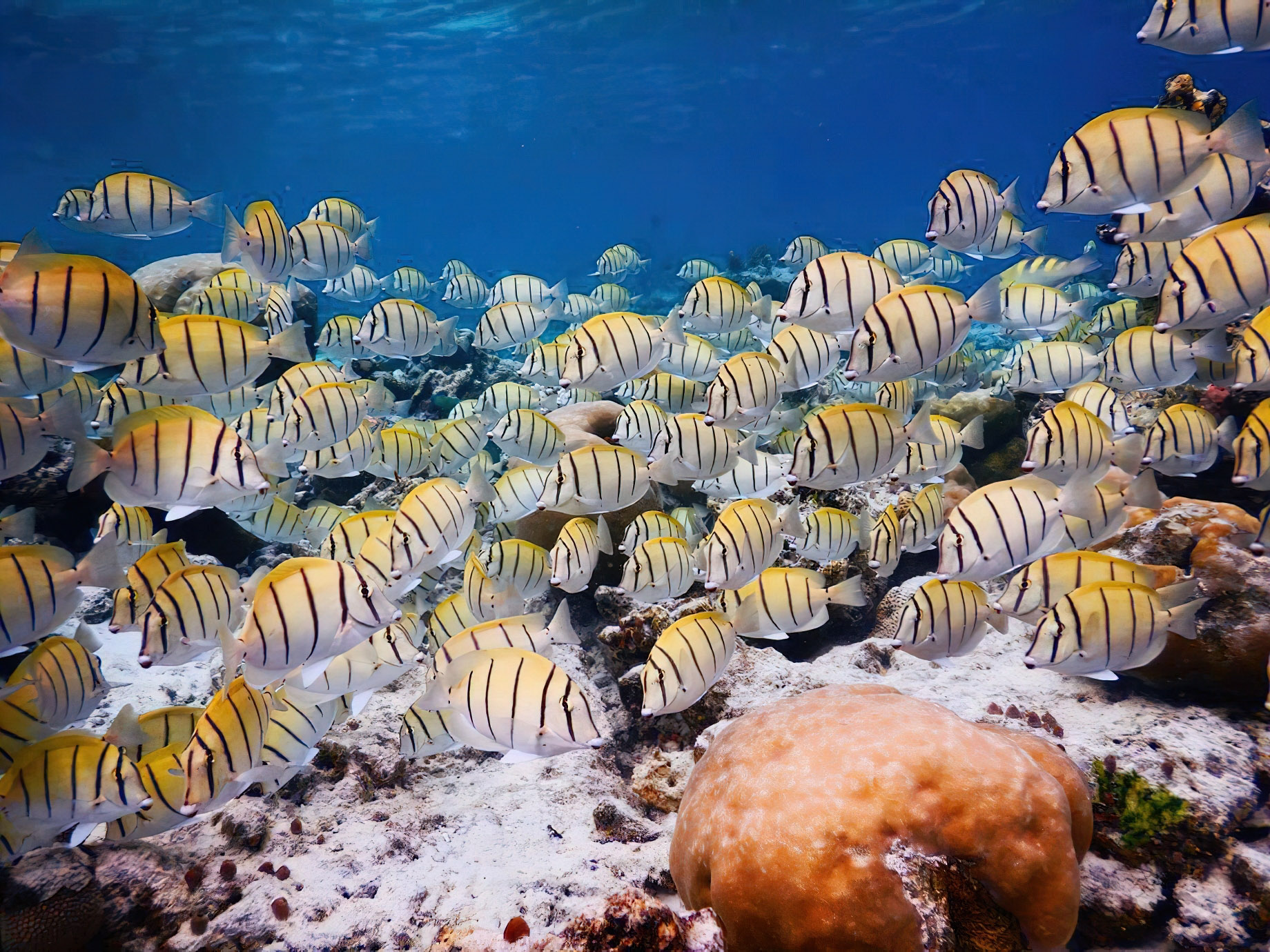 Baglioni Resort Maldives – Maagau Island, Rinbudhoo, Maldives – Underwater Adventures