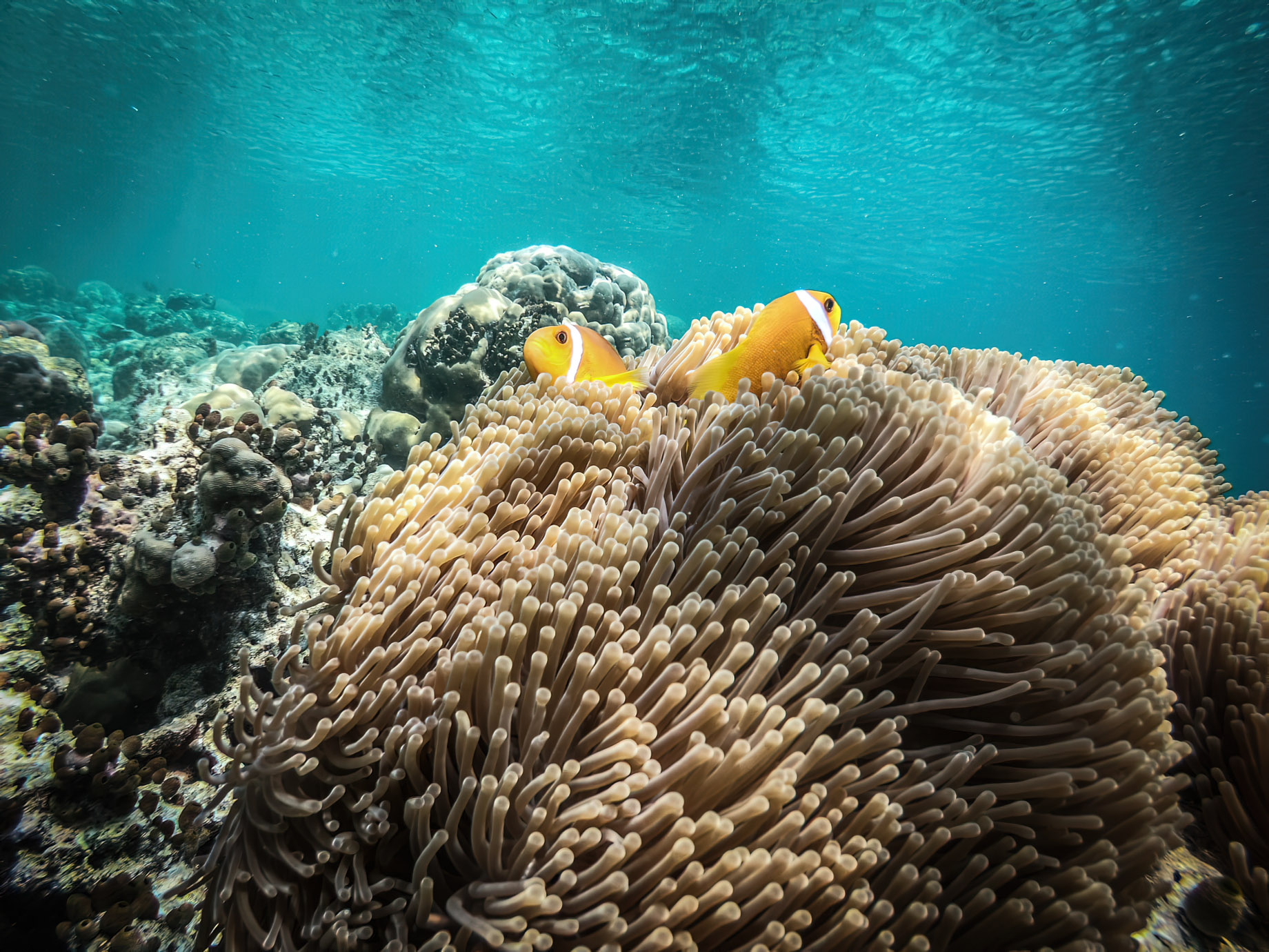 Baglioni Resort Maldives - Maagau Island, Rinbudhoo, Maldives - Underwater Adventures