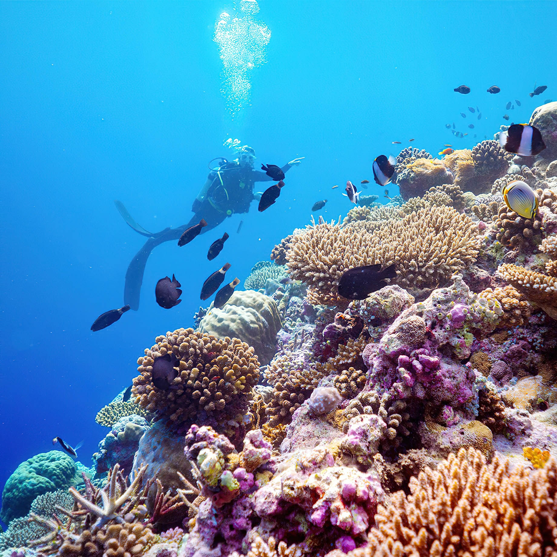 Baglioni Resort Maldives - Maagau Island, Rinbudhoo, Maldives - Scuba Diving Underwater View