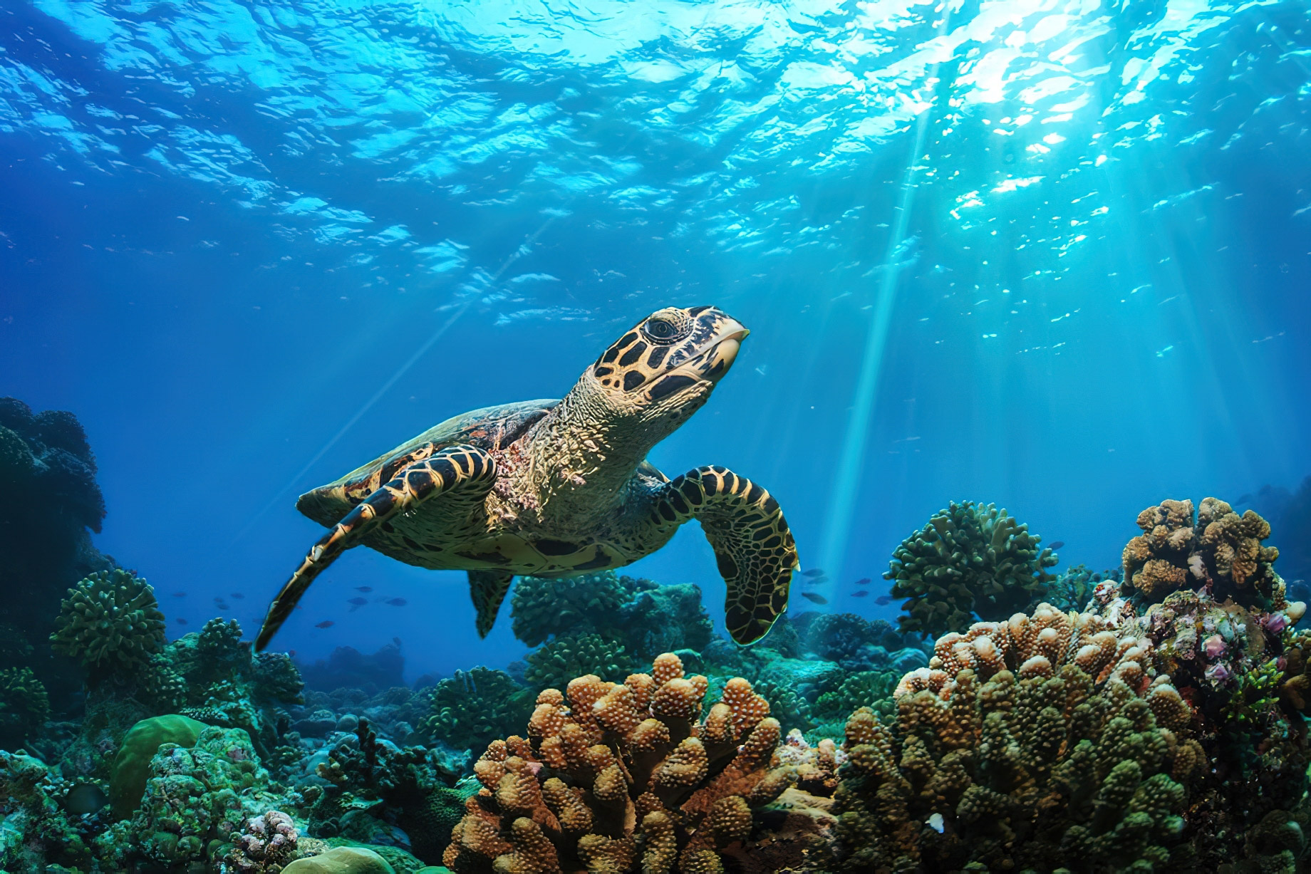 Baglioni Resort Maldives – Maagau Island, Rinbudhoo, Maldives – Turtle Underwater View