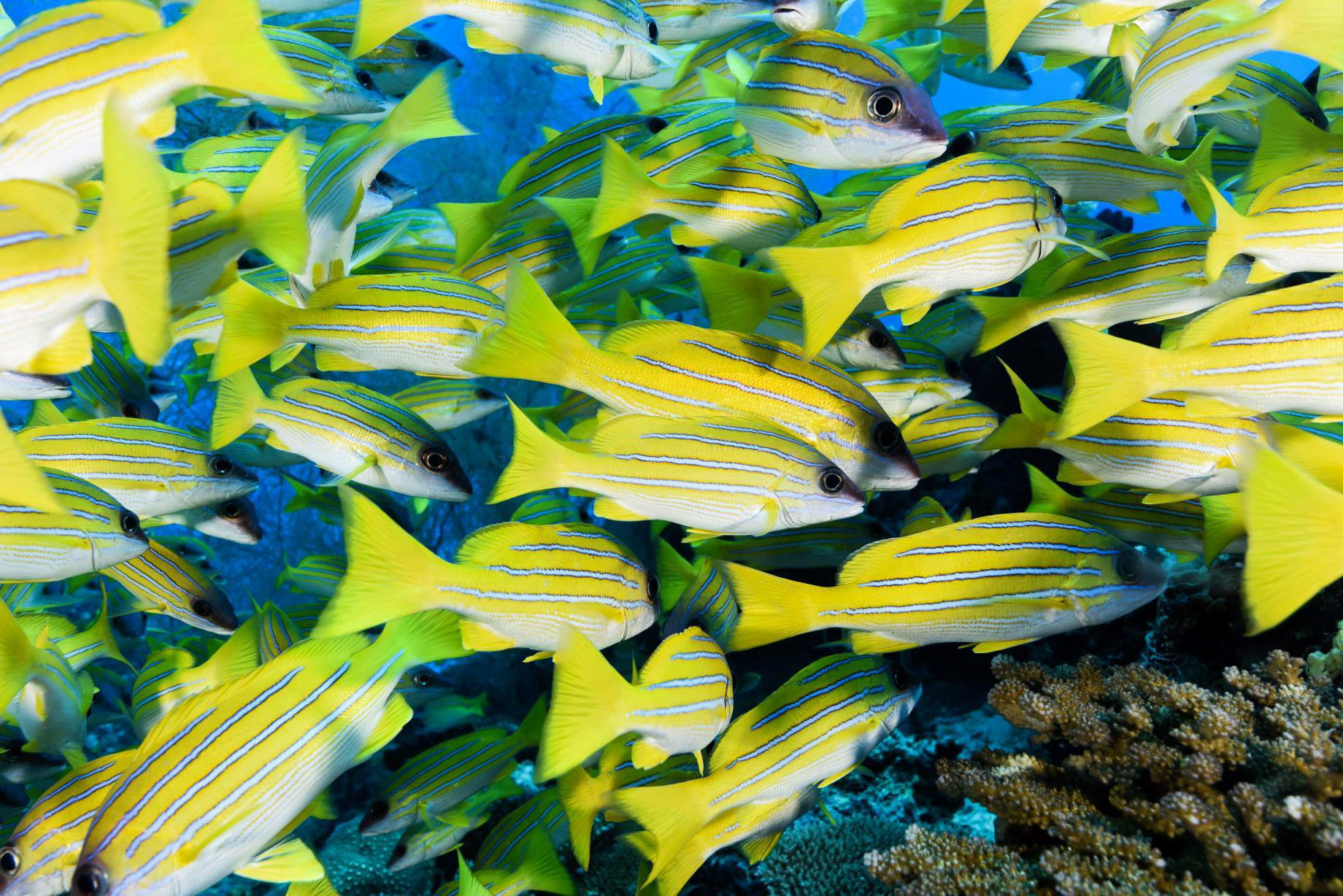 Baglioni Resort Maldives – Maagau Island, Rinbudhoo, Maldives – Underwater Adventures