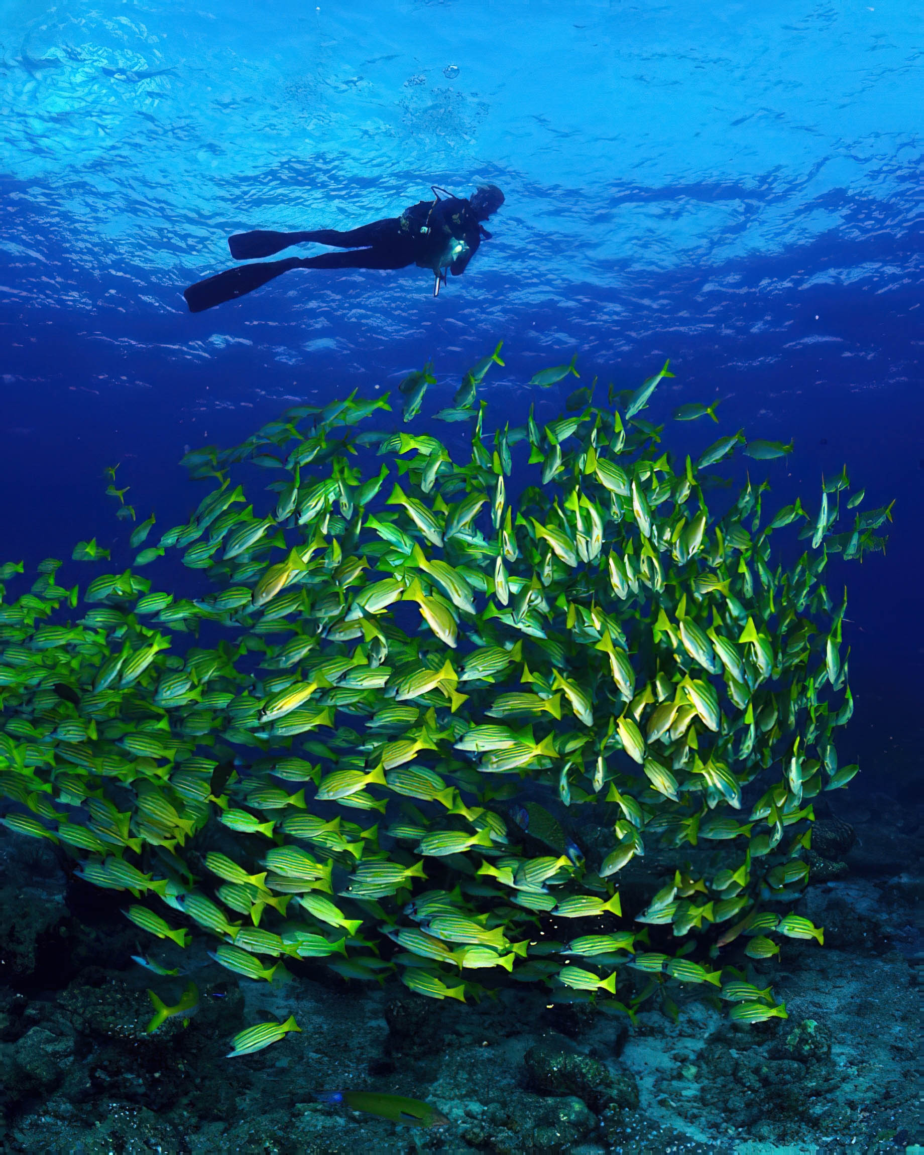 Baglioni Resort Maldives – Maagau Island, Rinbudhoo, Maldives – Scuba Diving Underwater View