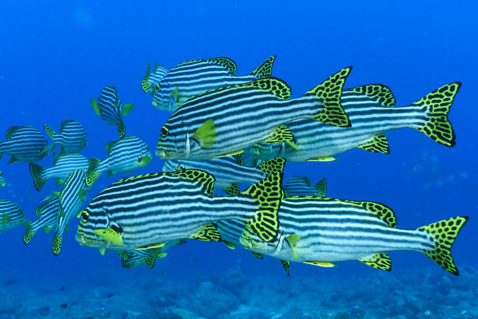 Baglioni Resort Maldives - Maagau Island, Rinbudhoo, Maldives - Underwater Adventures