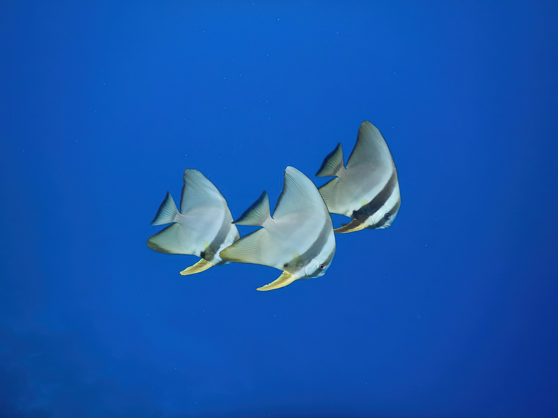 Baglioni Resort Maldives – Maagau Island, Rinbudhoo, Maldives – Underwater Adventures