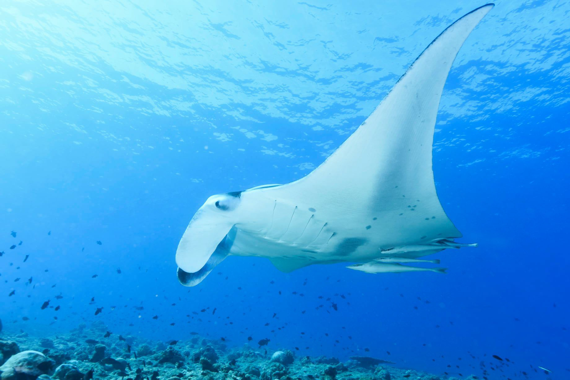 Baglioni Resort Maldives - Maagau Island, Rinbudhoo, Maldives - Underwater Adventures