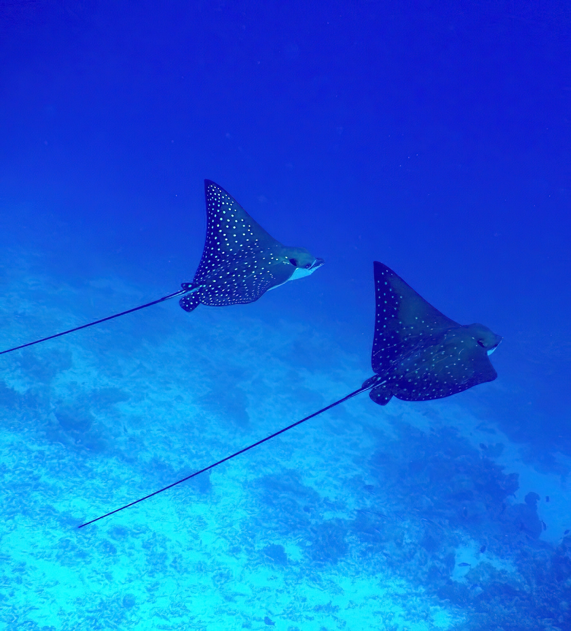 Baglioni Resort Maldives – Maagau Island, Rinbudhoo, Maldives – Underwater Adventures