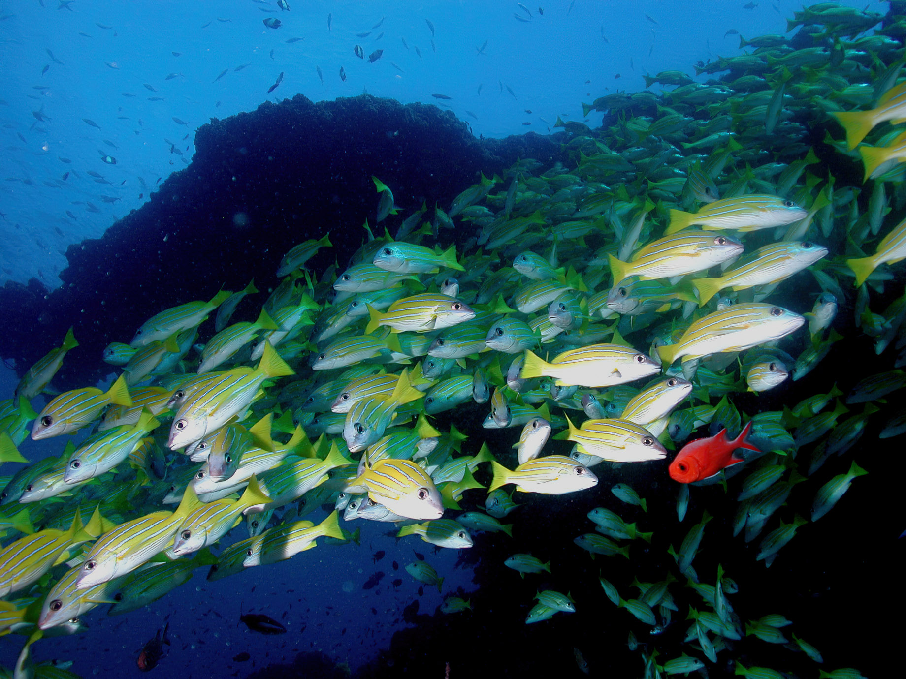 Constance Belle Mare Plage Resort – Mauritius – Scuba Diving