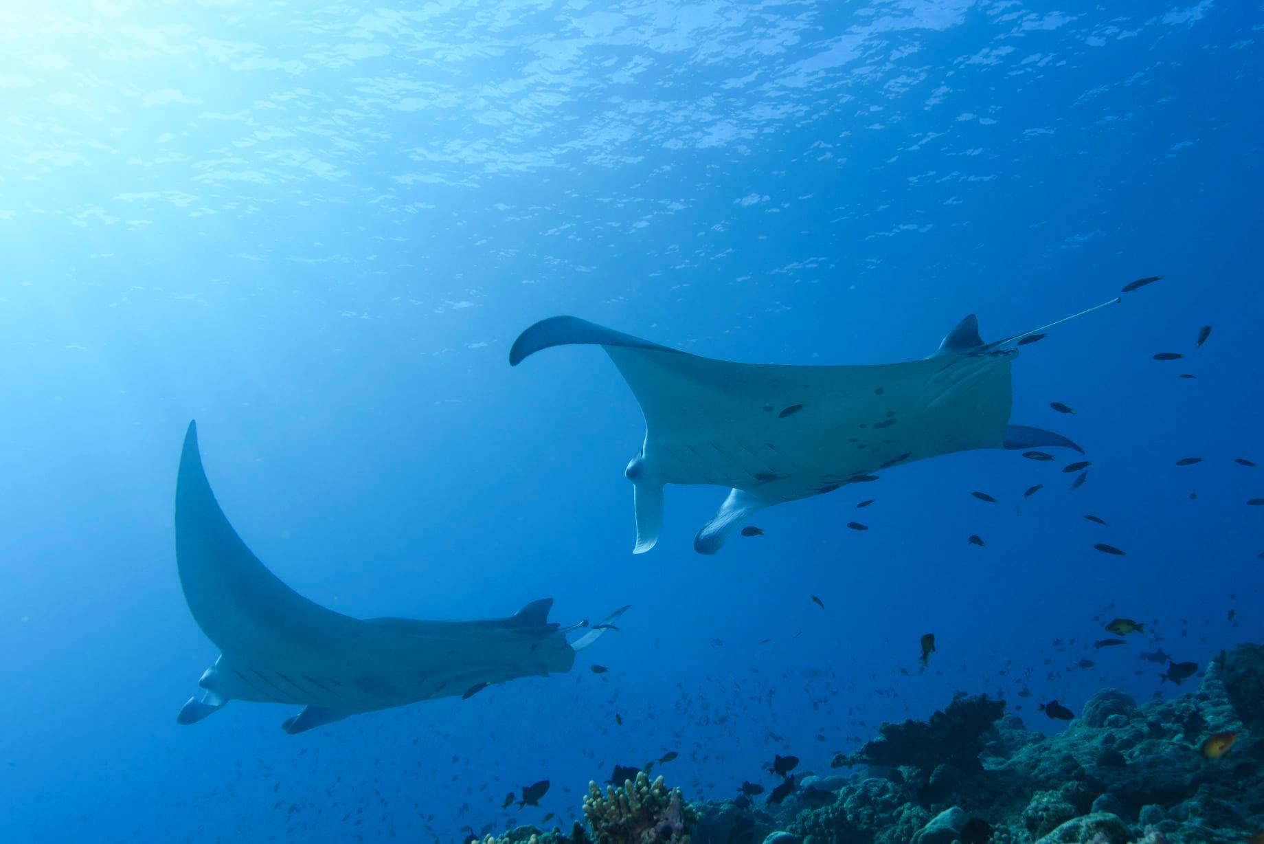 Baglioni Resort Maldives - Maagau Island, Rinbudhoo, Maldives - Underwater Adventures