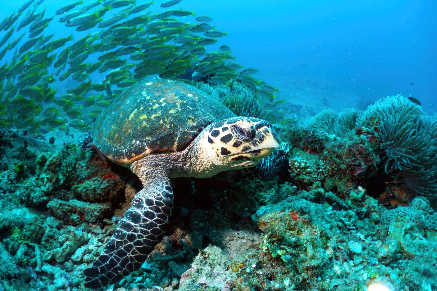 Constance Belle Mare Plage Resort – Mauritius – Scuba Diving