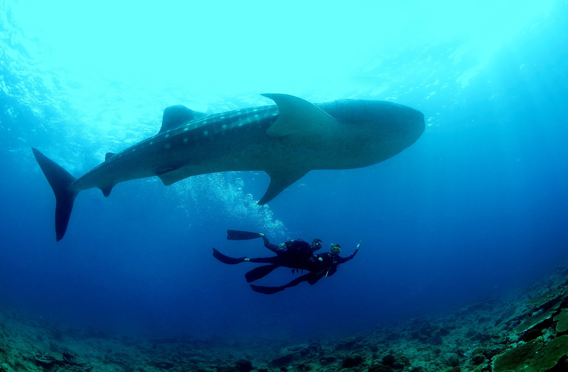Baglioni Resort Maldives – Maagau Island, Rinbudhoo, Maldives – Scuba Diving Underwater View