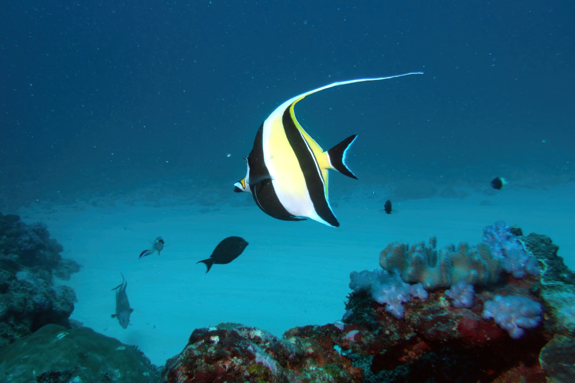 Constance Belle Mare Plage Resort - Mauritius - Scuba Diving