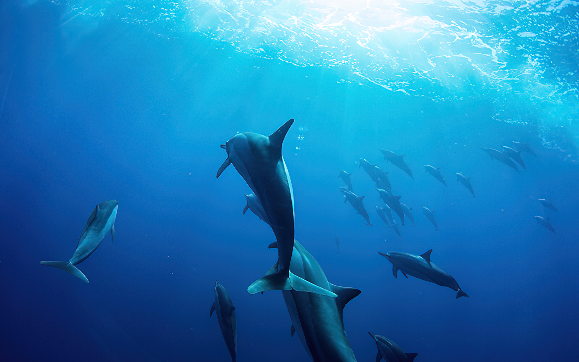 Baglioni Resort Maldives – Maagau Island, Rinbudhoo, Maldives – Dolphins Underwater View