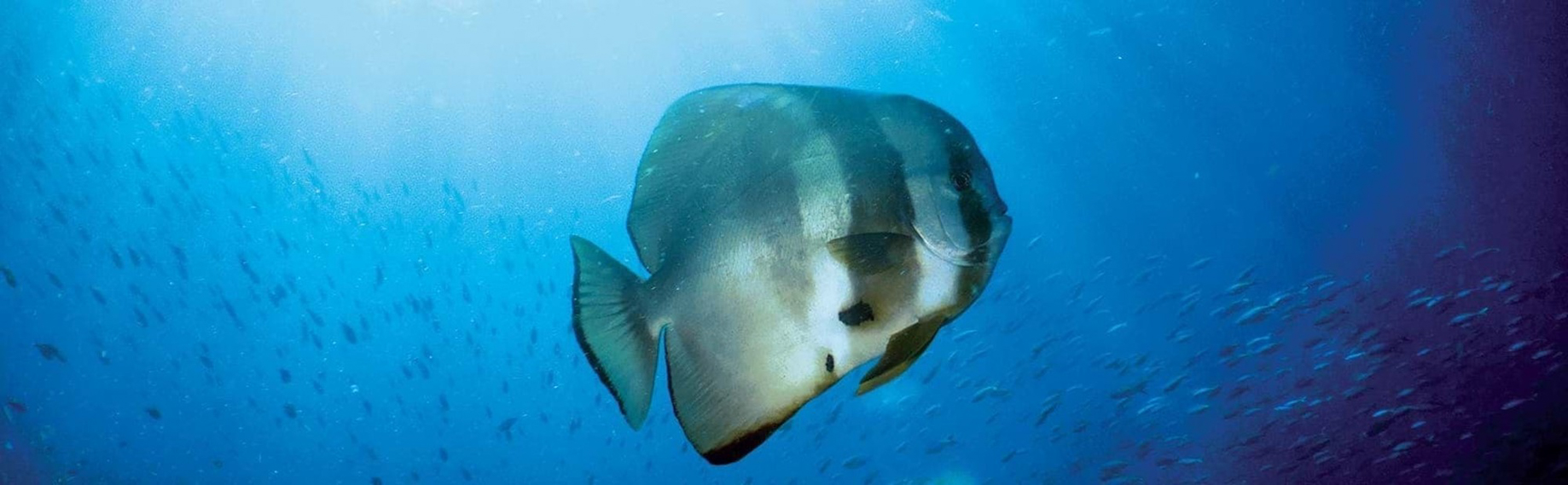 Constance Belle Mare Plage Resort – Mauritius – Scuba Diving