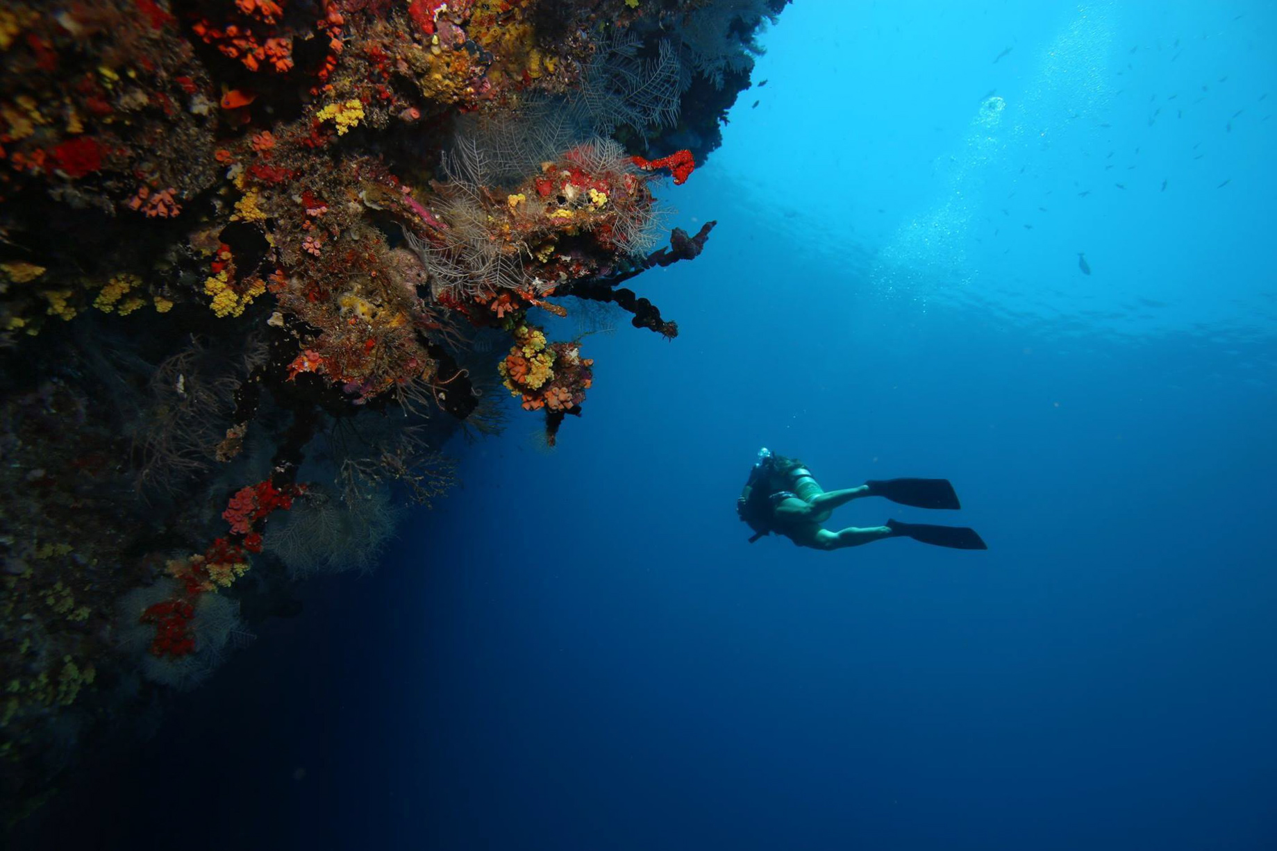Anantara Kihavah Maldives Villas Resort – Baa Atoll, Maldives – House Reef Diving