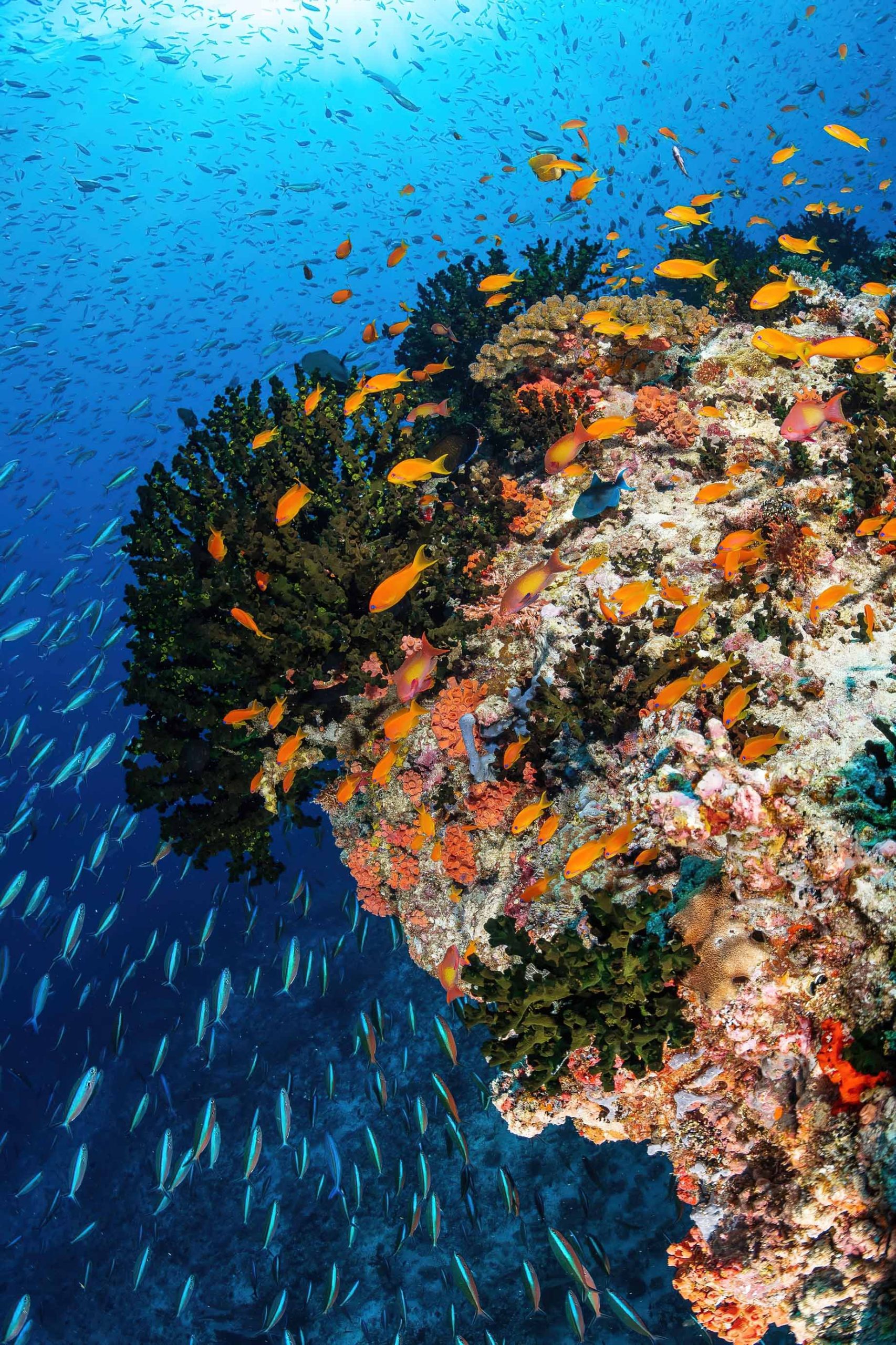 Anantara Kihavah Maldives Villas Resort - Baa Atoll, Maldives - House Reef