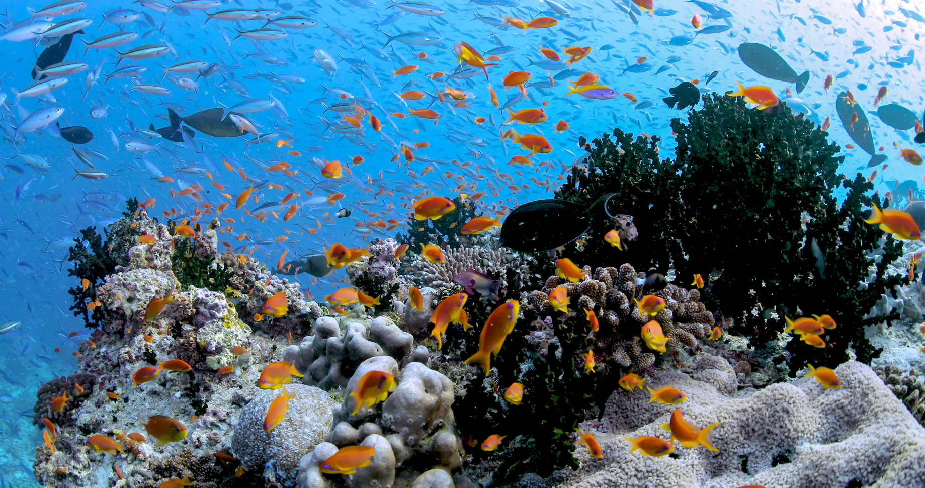 Anantara Kihavah Maldives Villas Resort - Baa Atoll, Maldives - House Reef