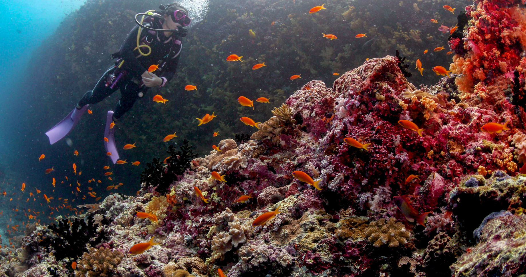 Anantara Kihavah Maldives Villas Resort - Baa Atoll, Maldives - House Reef Diving