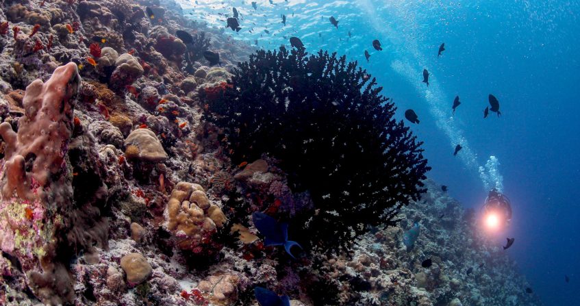 Anantara Kihavah Maldives Villas Resort - Baa Atoll, Maldives - House Reef Diving
