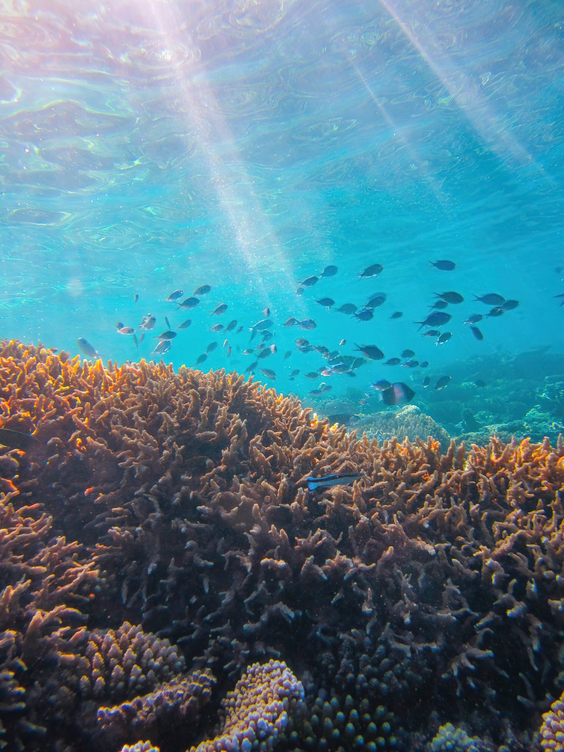 Anantara Kihavah Maldives Villas Resort - Baa Atoll, Maldives - House Reef