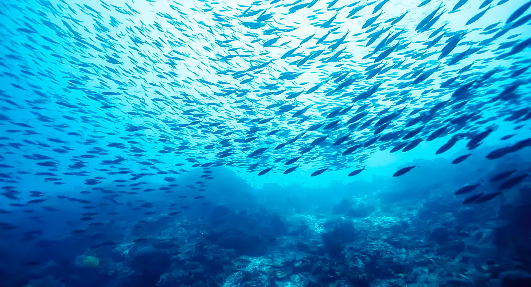 Anantara Kihavah Maldives Villas Resort - Baa Atoll, Maldives - House Reef