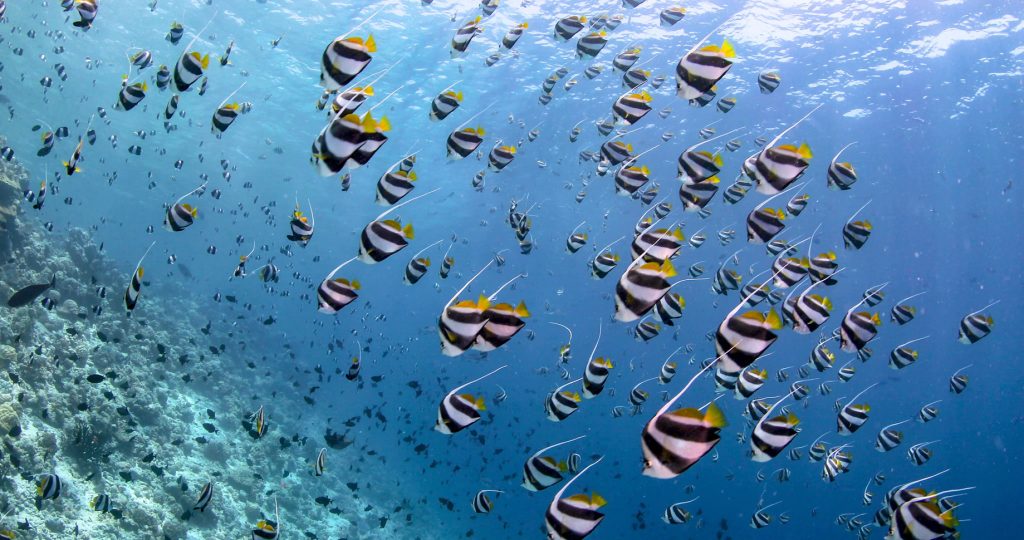 Anantara Kihavah Maldives Villas Resort - Baa Atoll, Maldives - House Reef Underwater View