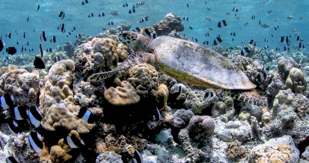 Anantara Kihavah Maldives Villas Resort - Baa Atoll, Maldives - House Reef Turtle