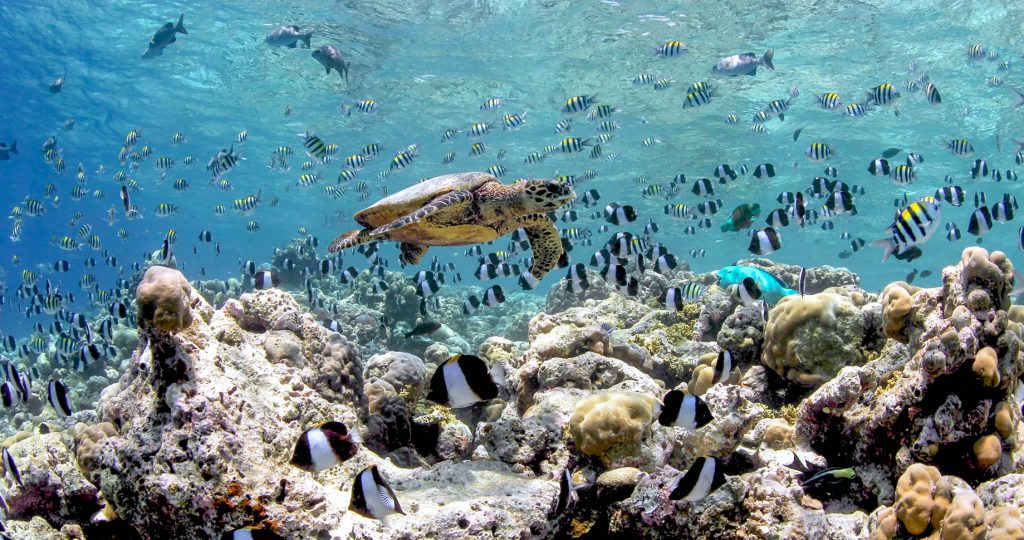 Anantara Kihavah Maldives Villas Resort - Baa Atoll, Maldives - House Reef Turtle