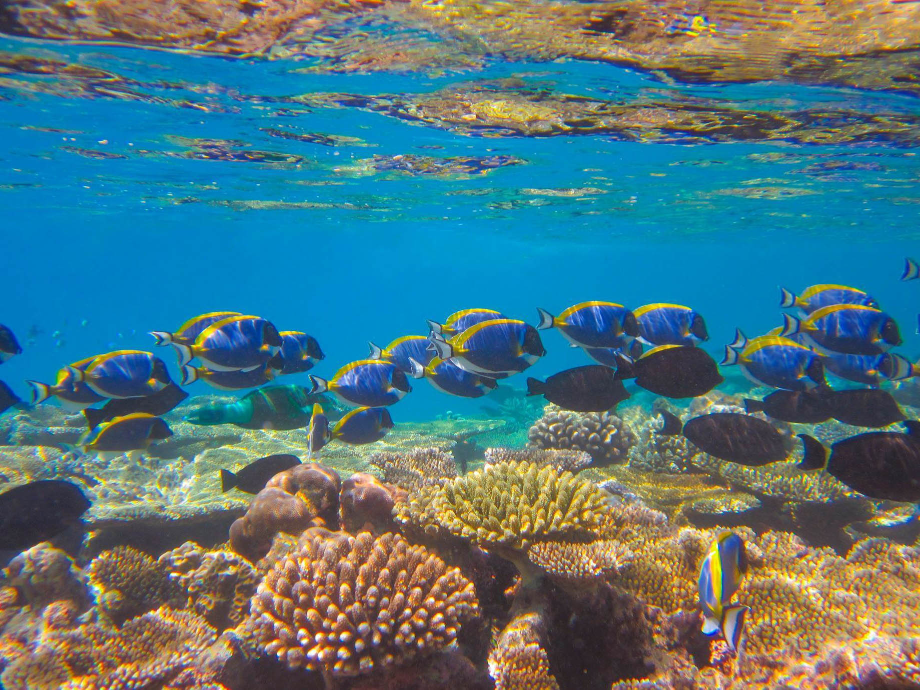 Anantara Kihavah Maldives Villas Resort – Baa Atoll, Maldives – House Reef Underwater View