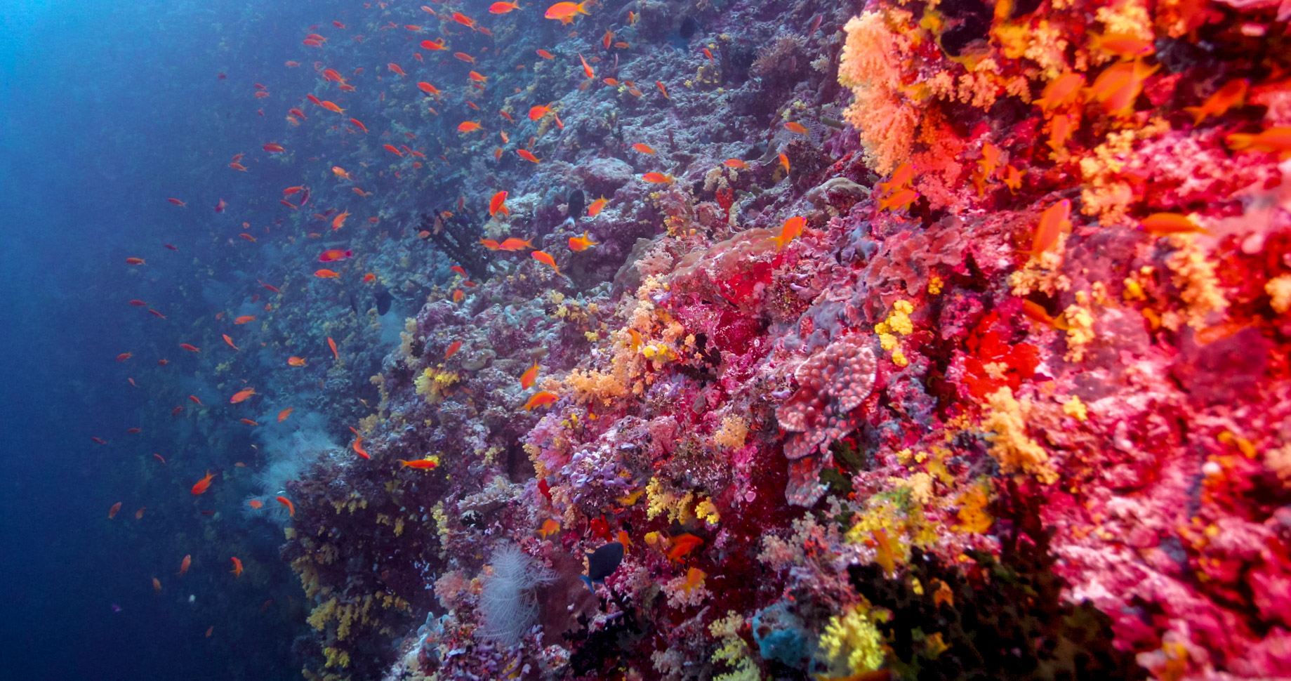 Anantara Kihavah Maldives Villas Resort - Baa Atoll, Maldives - House Reef Aquatic Wonderland