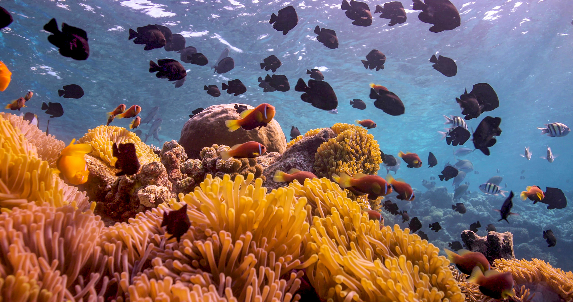 Anantara Kihavah Maldives Villas Resort – Baa Atoll, Maldives – House Reef Sea Anemone