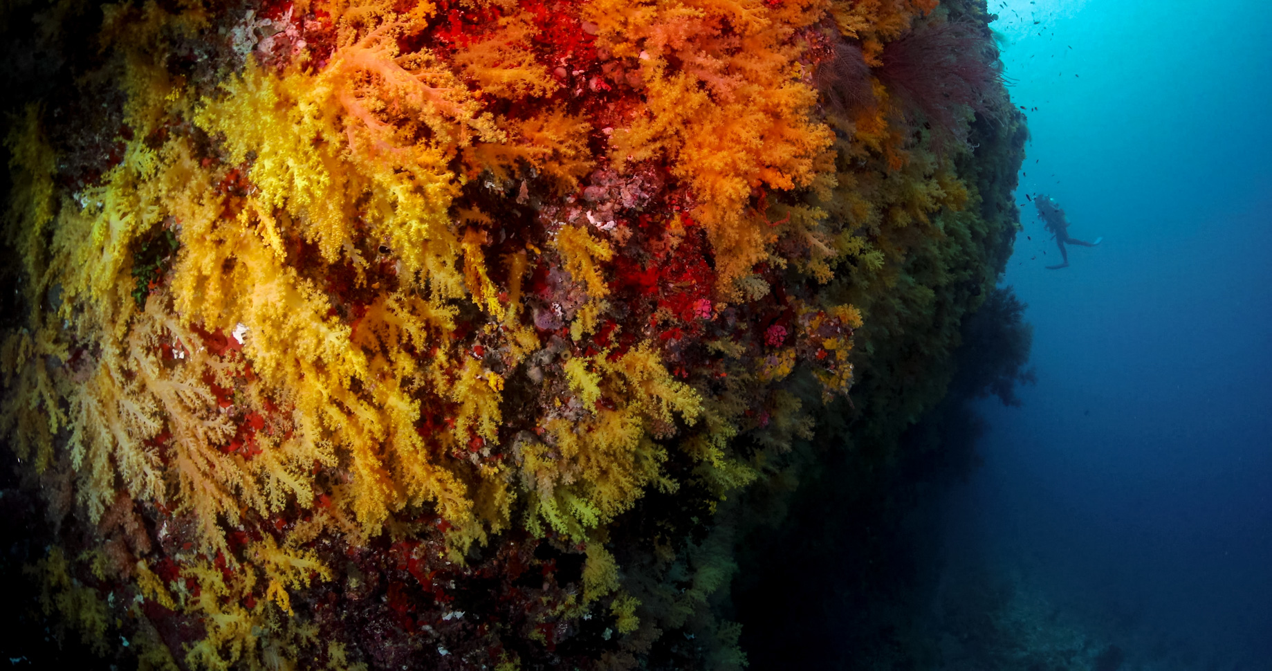 Anantara Kihavah Maldives Villas Resort - Baa Atoll, Maldives - House Reef The Yellow Wall