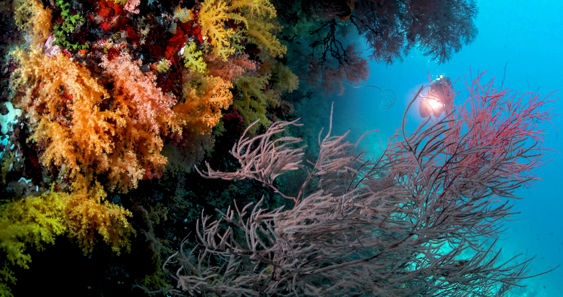 Anantara Kihavah Maldives Villas Resort - Baa Atoll, Maldives - House Reef Scuba Diving