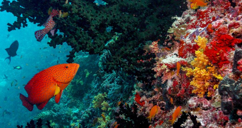 Anantara Kihavah Maldives Villas Resort - Baa Atoll, Maldives - House Reef Aquatic Wonderland