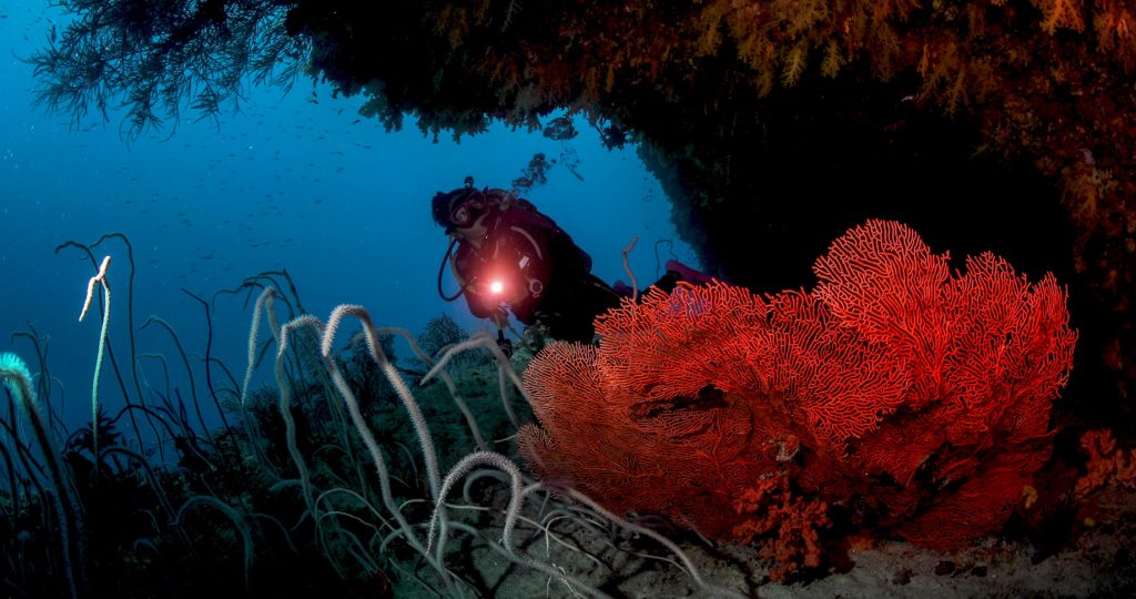 Anantara Kihavah Maldives Villas Resort - Baa Atoll, Maldives - House Reef Scuba Diving
