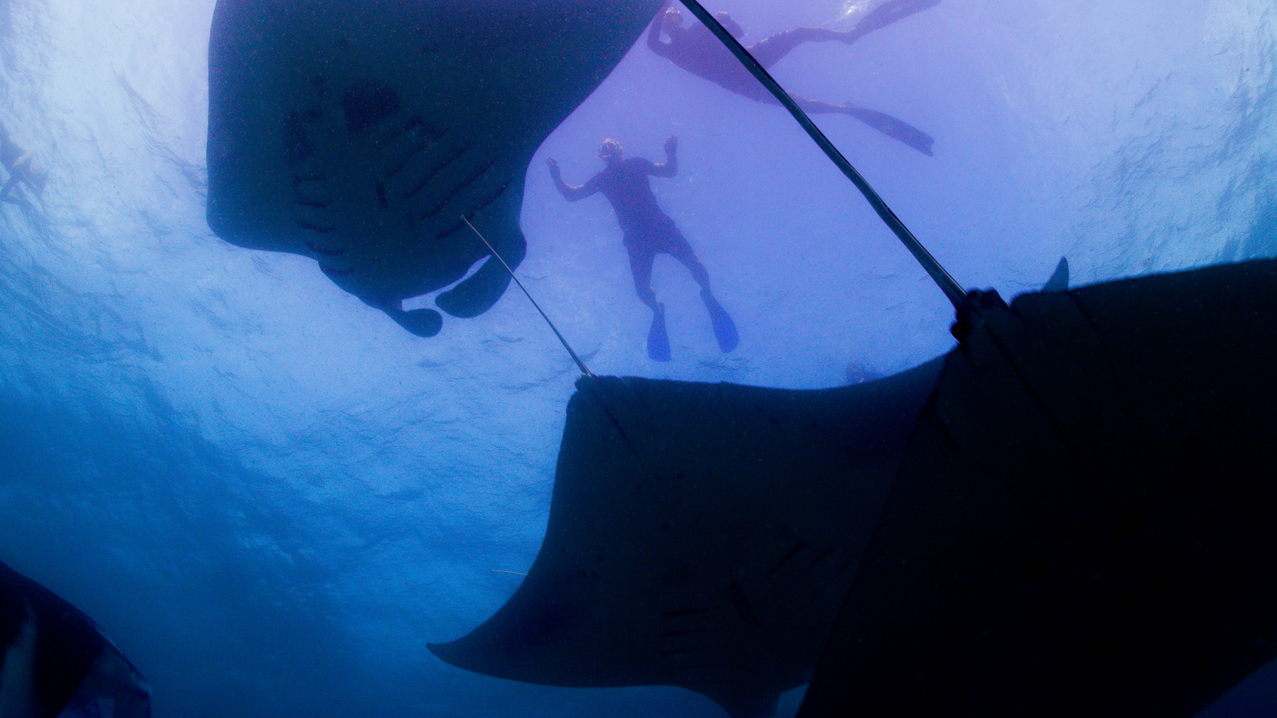Anantara Kihavah Maldives Villas Resort - Baa Atoll, Maldives - Manta Ray Snorkelling